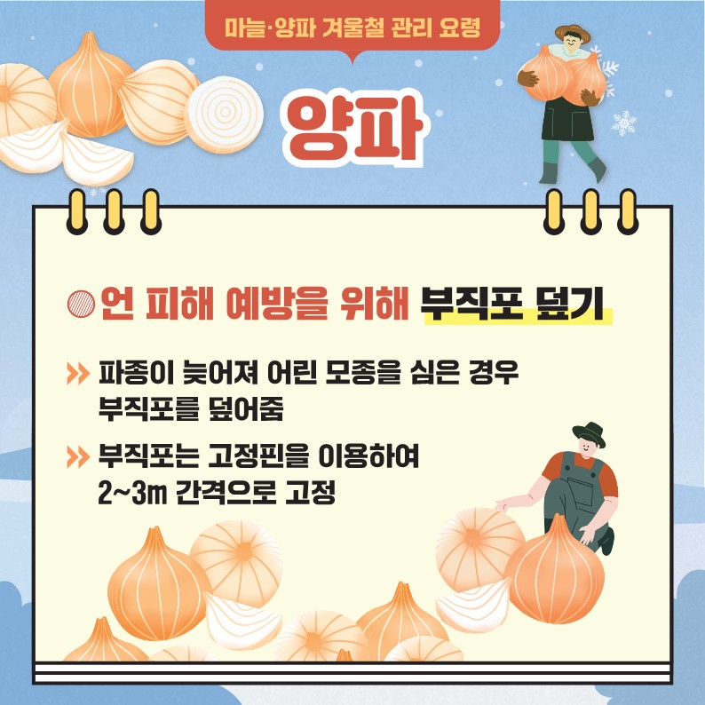 마늘·양파 겨울철 관리 요령