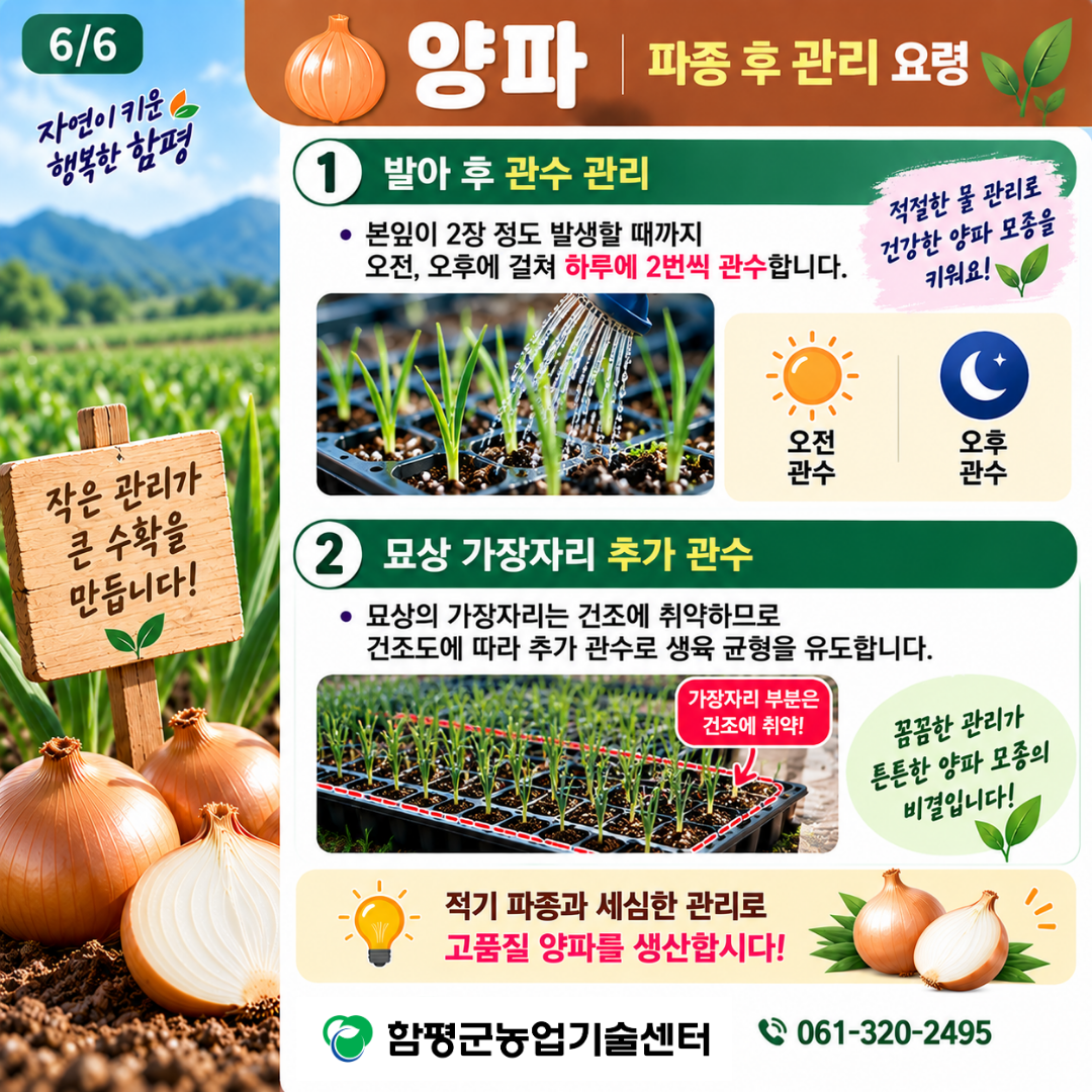 9월 마늘, 양파 적기 파종 및 정식 요령