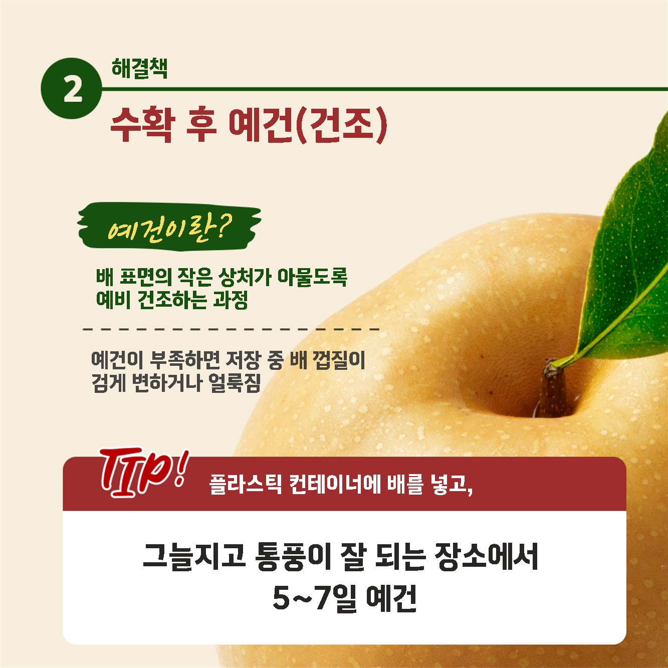 배햇볕데임피해 수확후저장