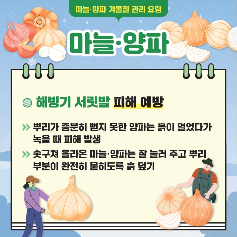 마늘·양파 겨울철 관리 요령