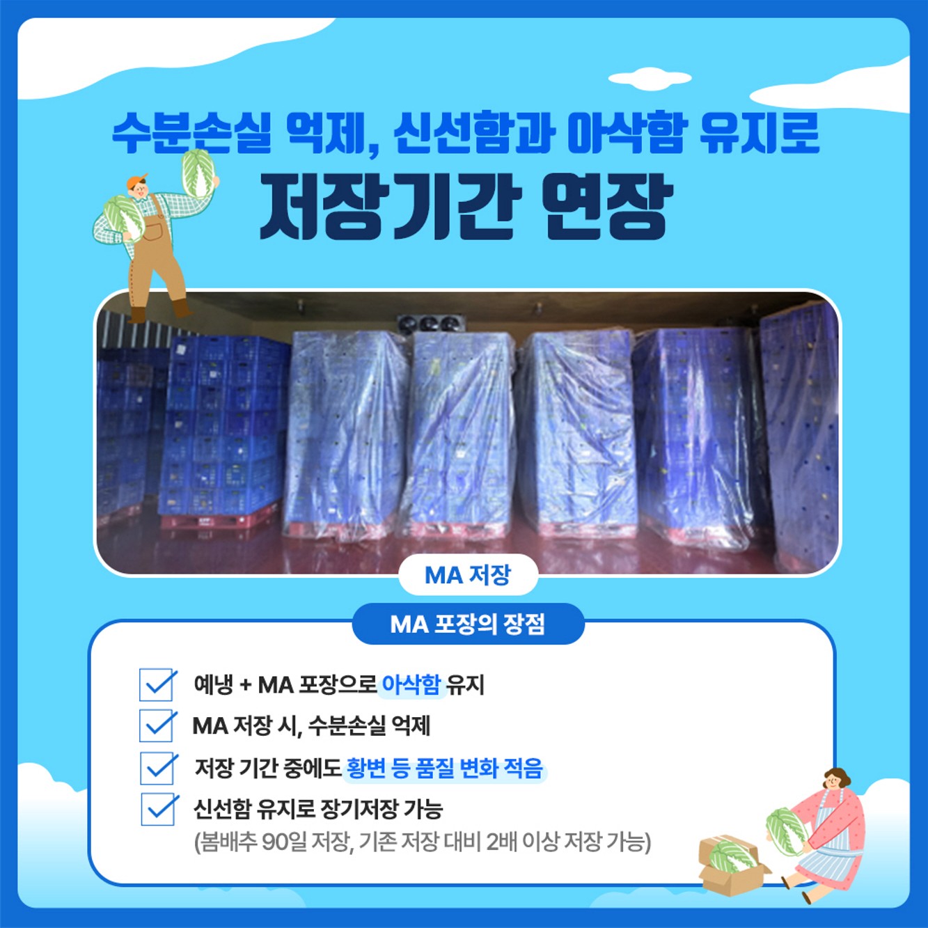 배추 장기저장을 위한 예냉 및 MA 포장 기술효과