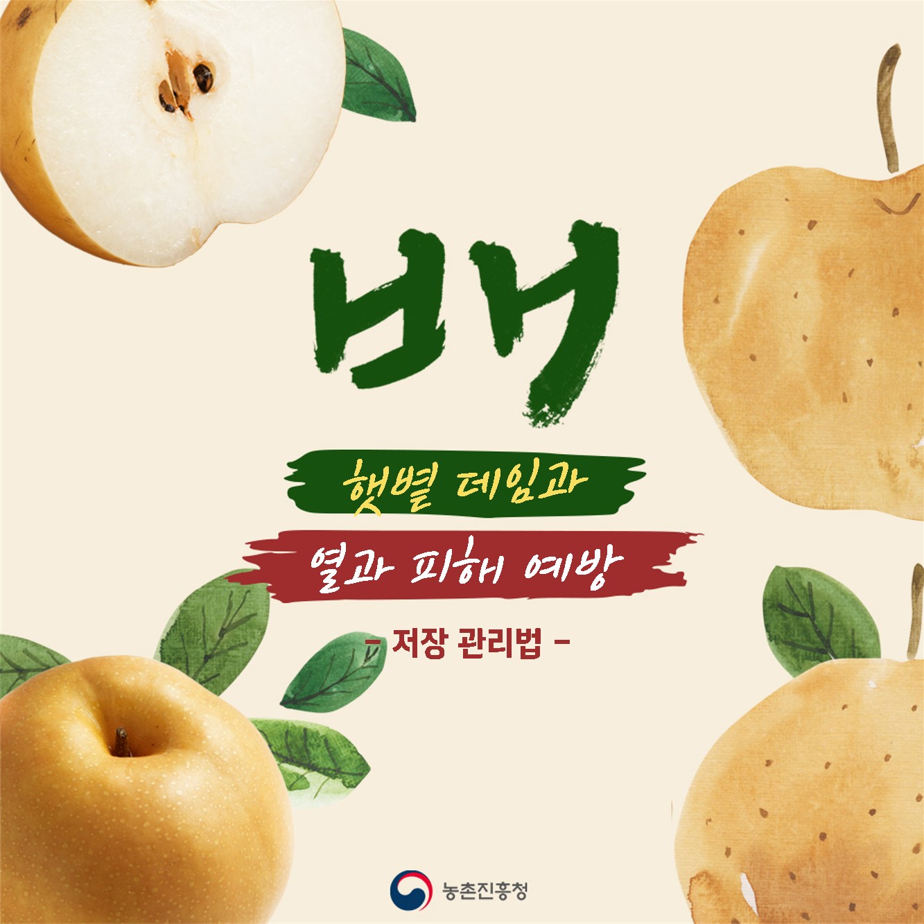 배햇볕데임피해 수확후저장