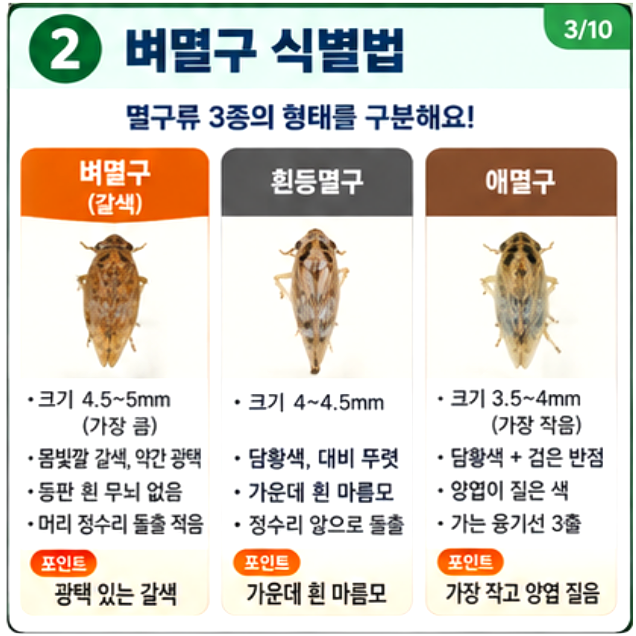 벼멸구 발생동향 및 방제기술
