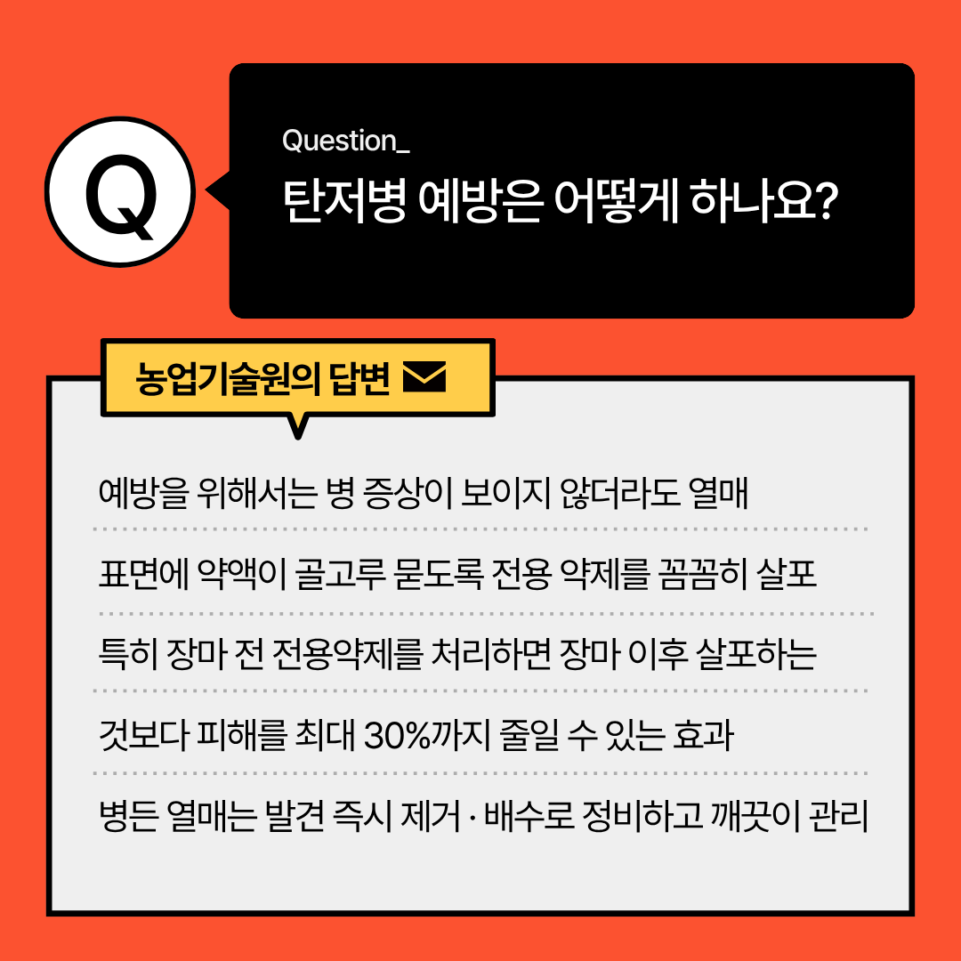 장마철 고추 병해충 예방 당부