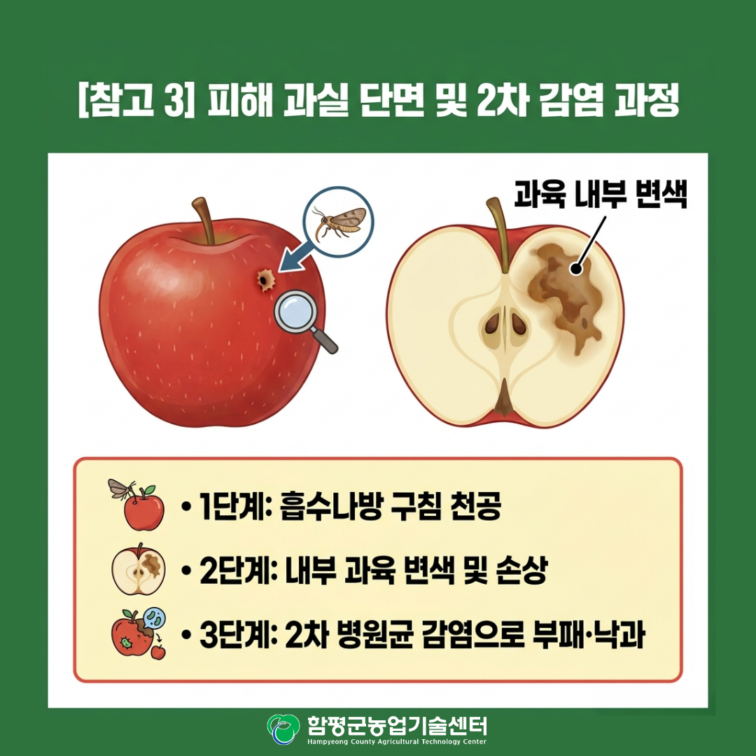 사과 흡수나방 특성 및 대응 방안