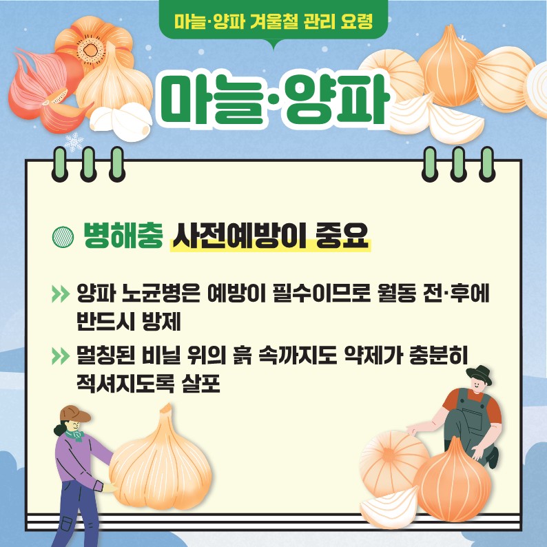 마늘·양파 겨울철 관리 요령