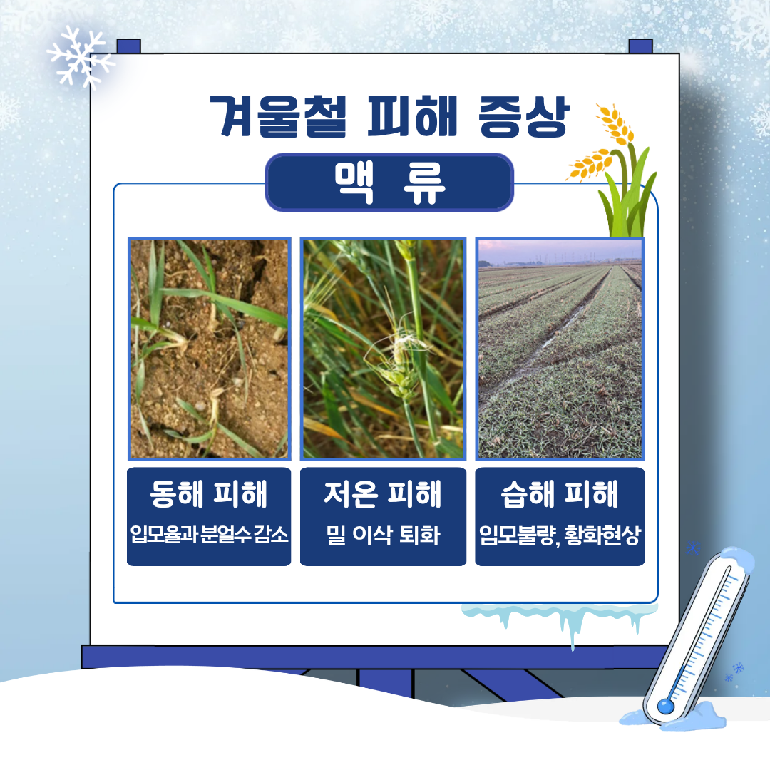 한파·동해·습해 대비 맥류 안전 월동 관리 요령