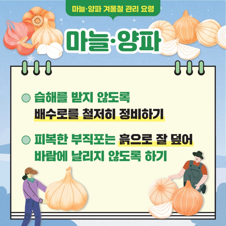 마늘·양파 겨울철 관리 요령