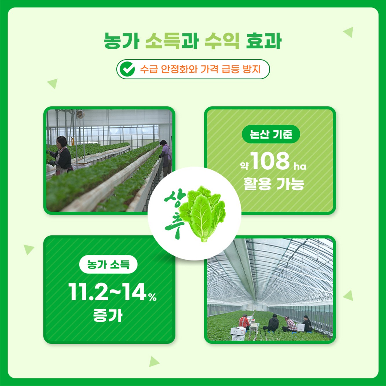 농가 소득을 높이는 새로운 방법 딸기 고설배드로 여름철 상추를 재배하다!