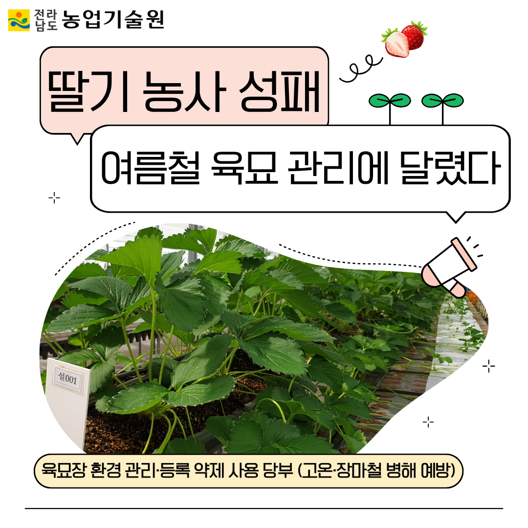 딸기 농사 성패, 여름철 육묘 관리에 달렸다