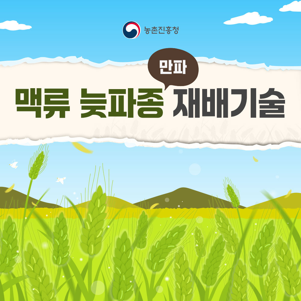 맥류 늦파종(만파) 재배기술