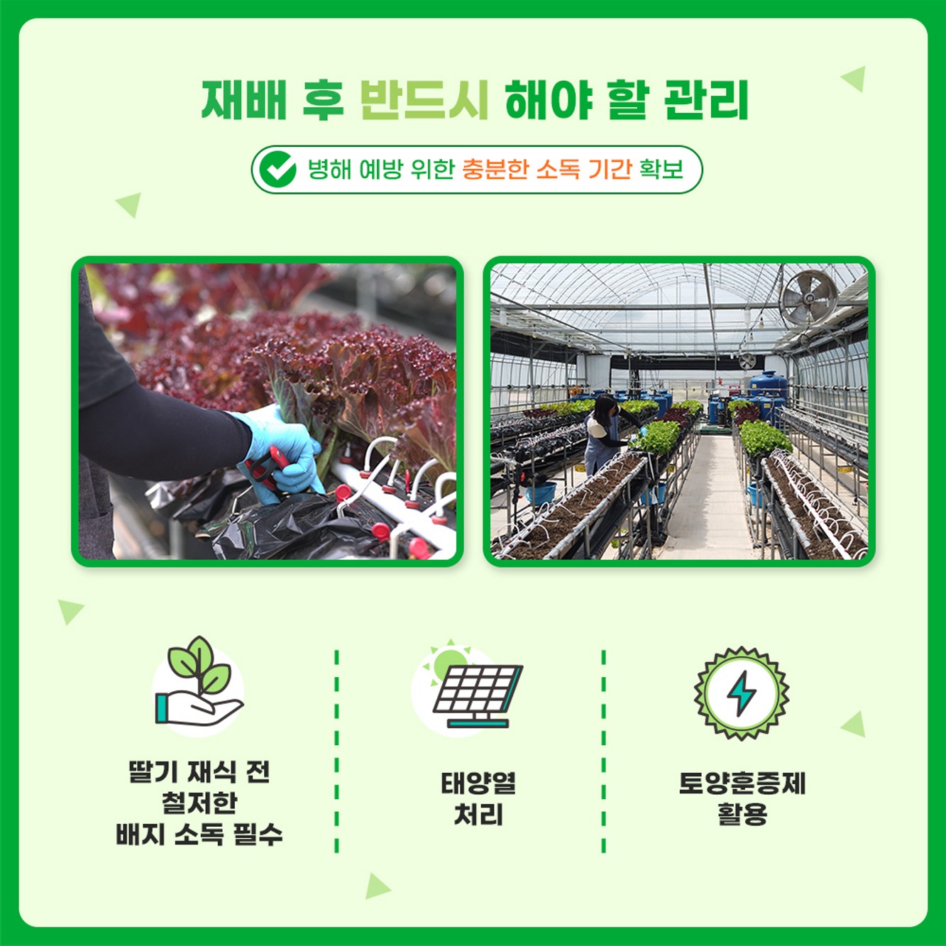 농가 소득을 높이는 새로운 방법 딸기 고설배드로 여름철 상추를 재배하다!