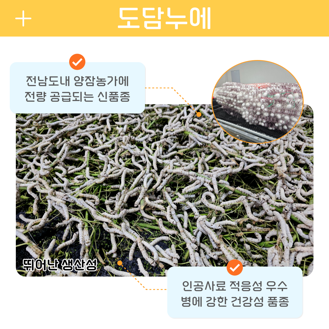 신품종 ‘도담누에’ 사육기술 전수