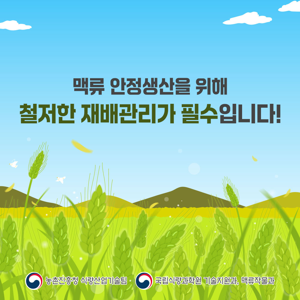 맥류 늦파종(만파) 재배기술