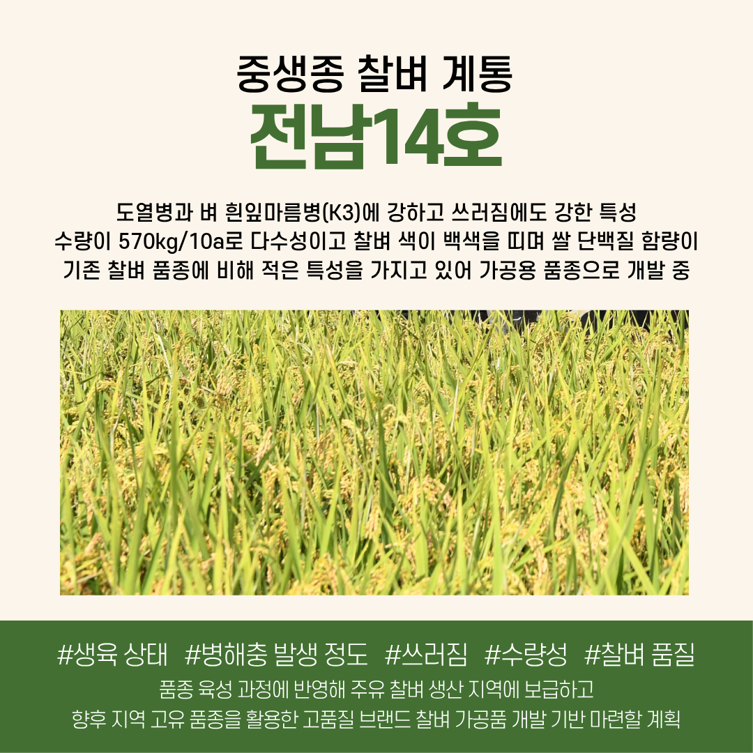 벼 신품종 ‘전남14호’ 농가실증 평가