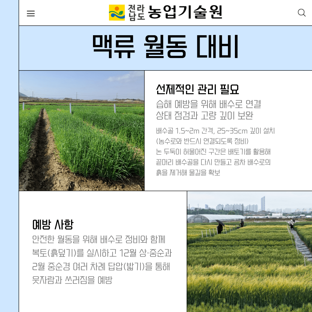 맥류 월동 대비 철저 당부...배수로 정비가 수량 안정 핵심
