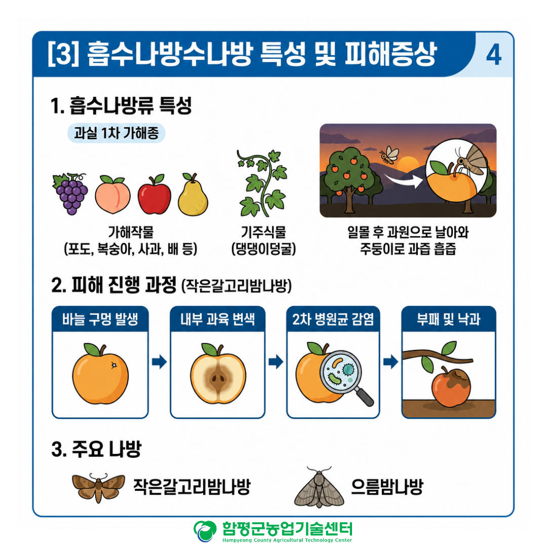 사과 흡수나방 특성 및 대응 방안
