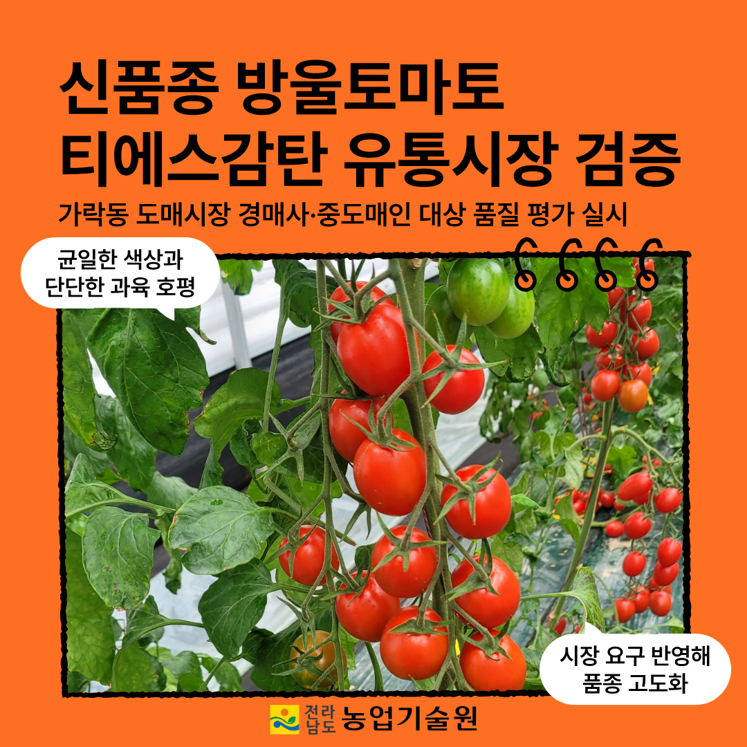신품종 방울토마토 ‘티에스감탄’ 유통시장 검증