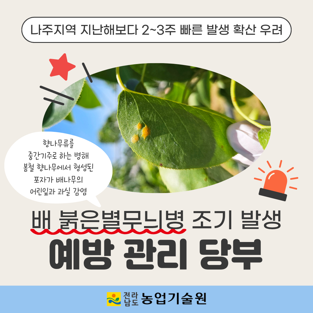 배 붉은별무늬병 조기 발생 예방 관리 당부