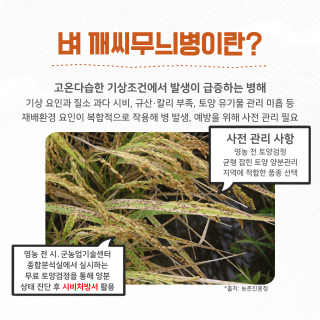 벼 깨씨무늬병 토양검정으로 재발 막는다