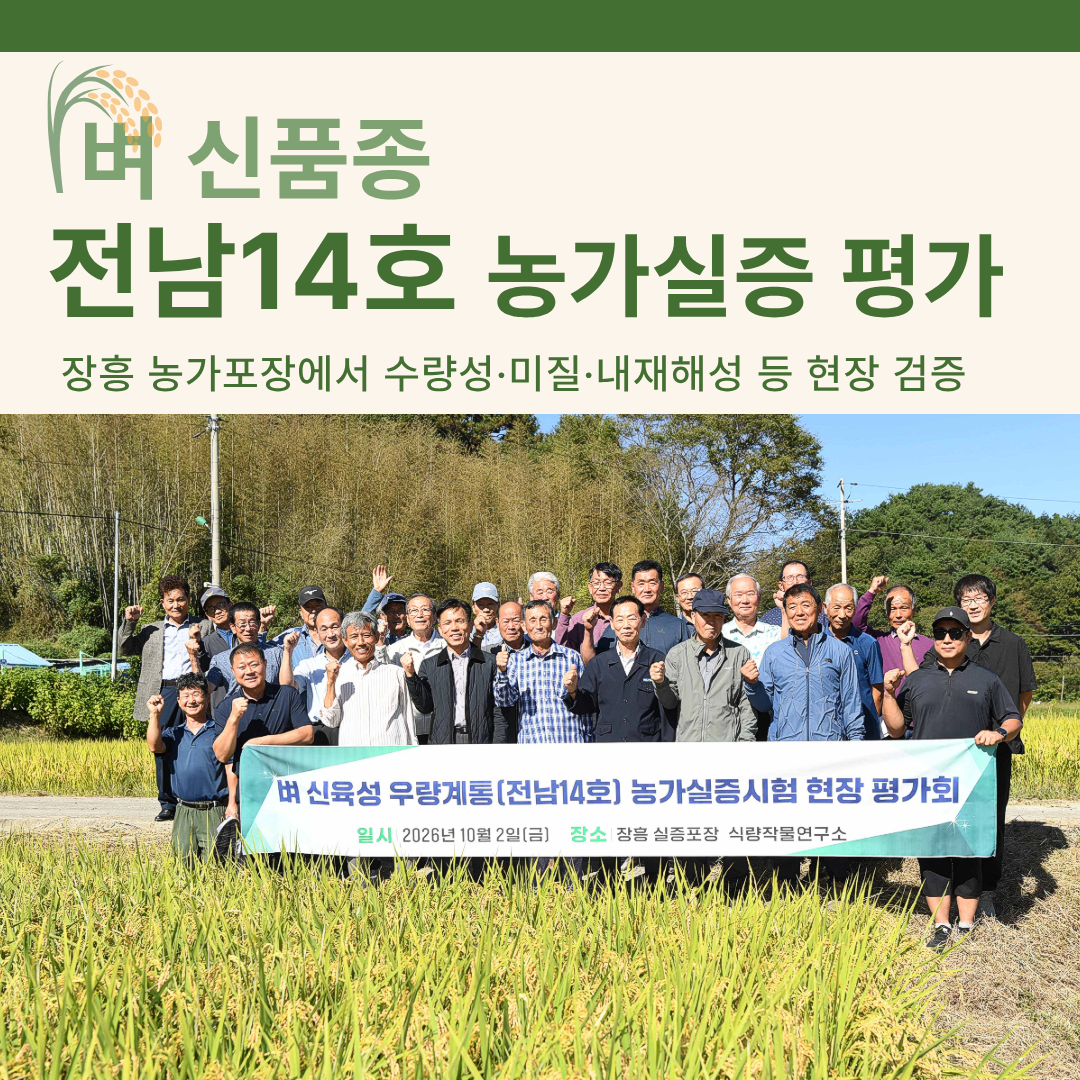 벼 신품종 ‘전남14호’ 농가실증 평가