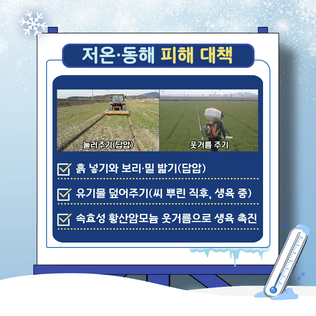 한파·동해·습해 대비 맥류 안전 월동 관리 요령