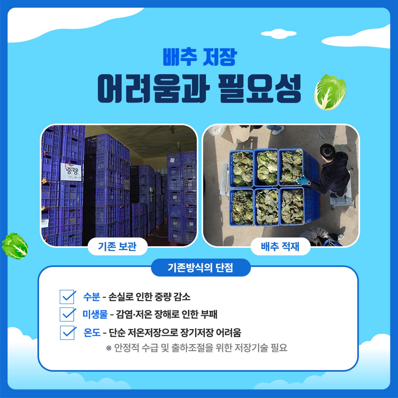 배추 장기저장을 위한 예냉 및 MA 포장 기술효과