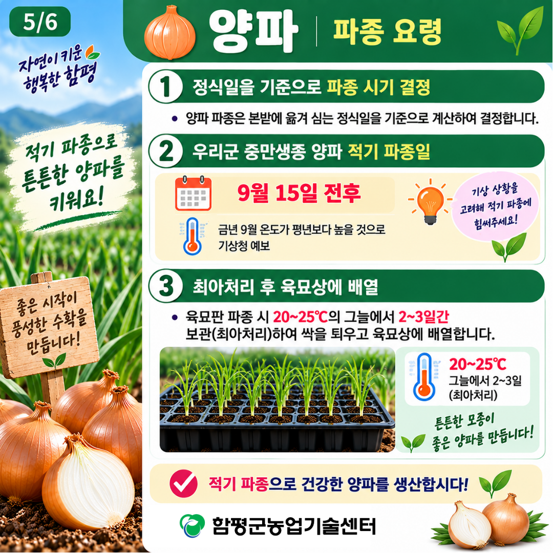 9월 마늘, 양파 적기 파종 및 정식 요령