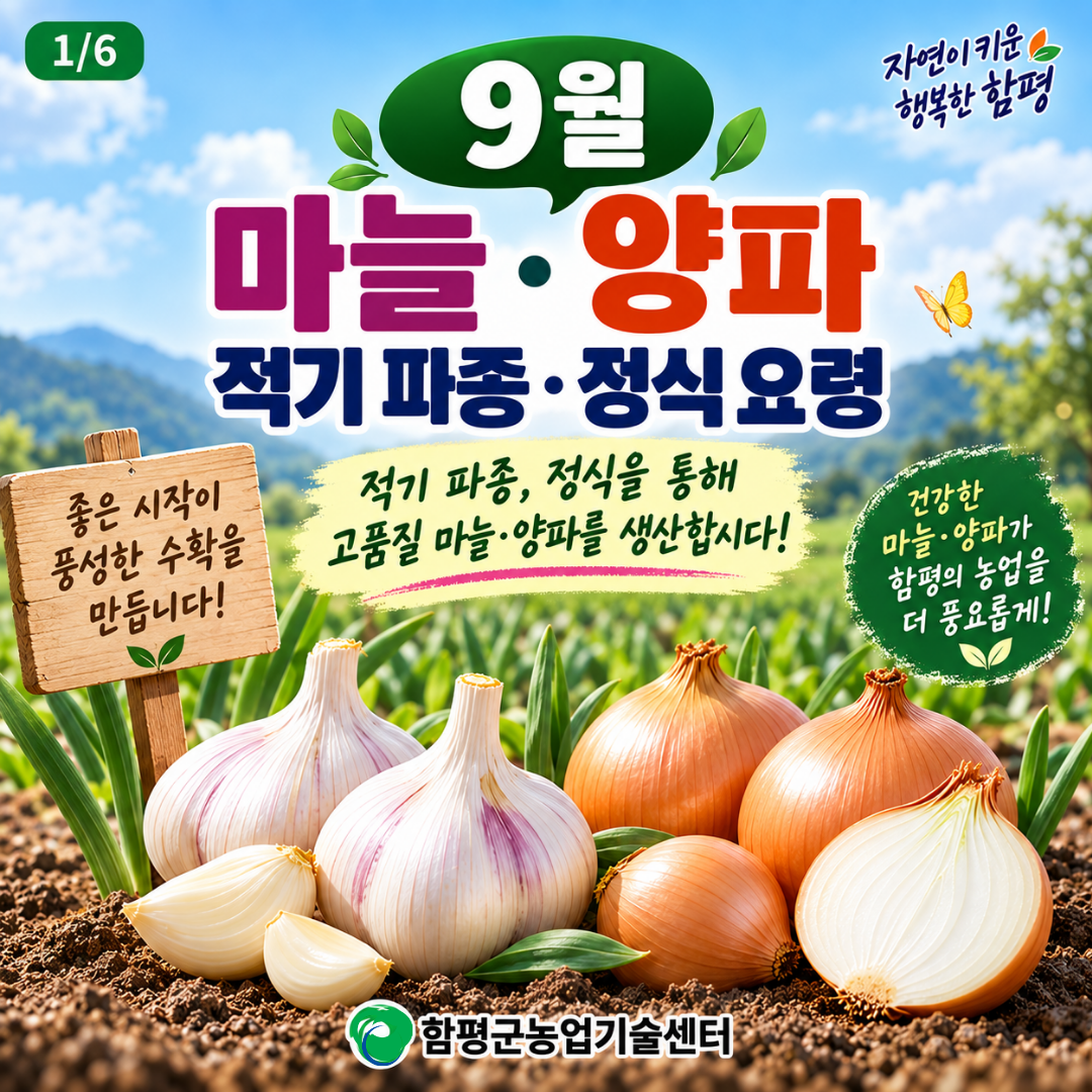 9월 마늘, 양파 적기 파종 및 정식 요령