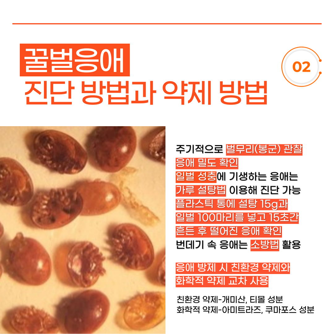 꿀벌응애 방제 철저 당부 고온 지속에 피해 우려