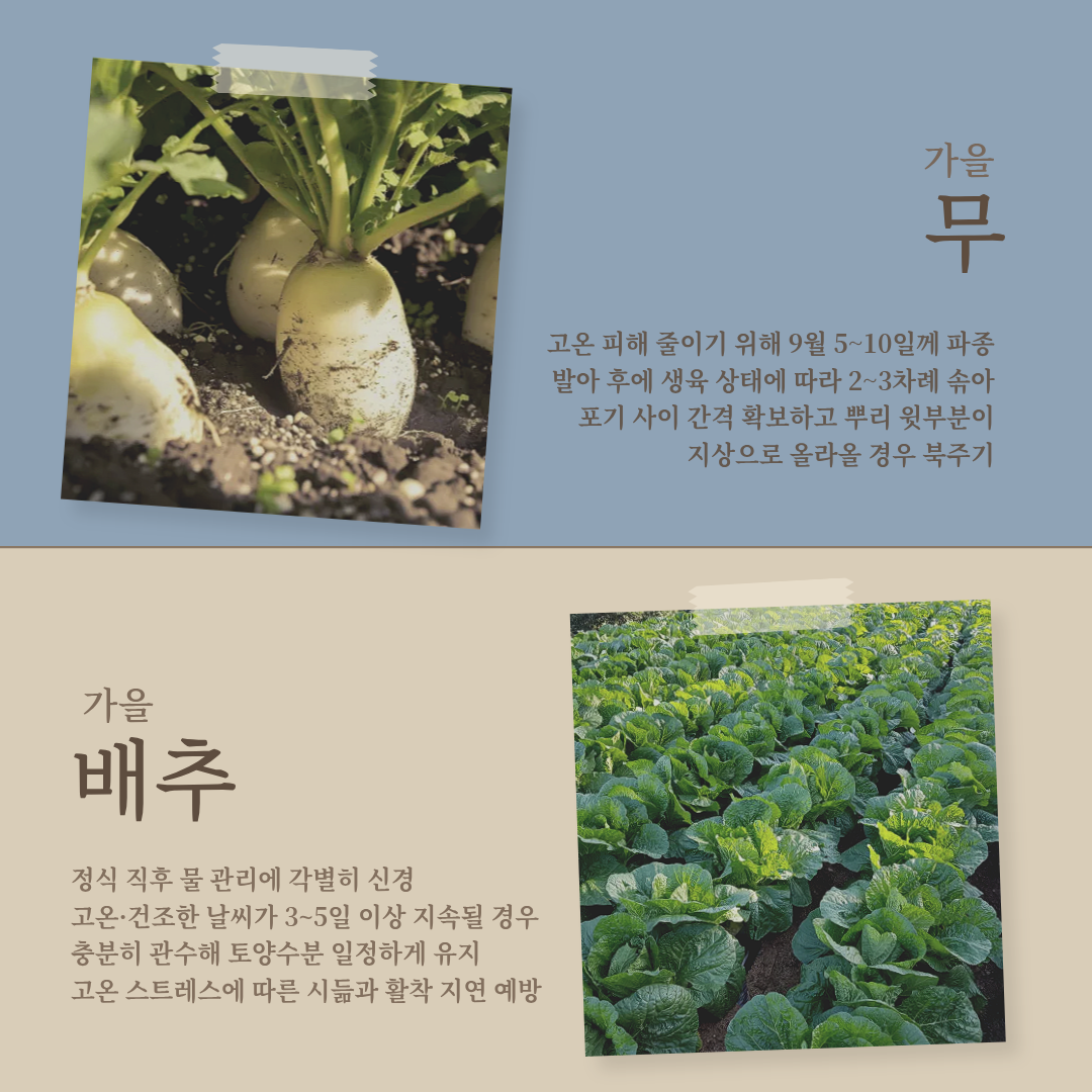 가을 무·배추 파종·정식 1주일 늦춰야