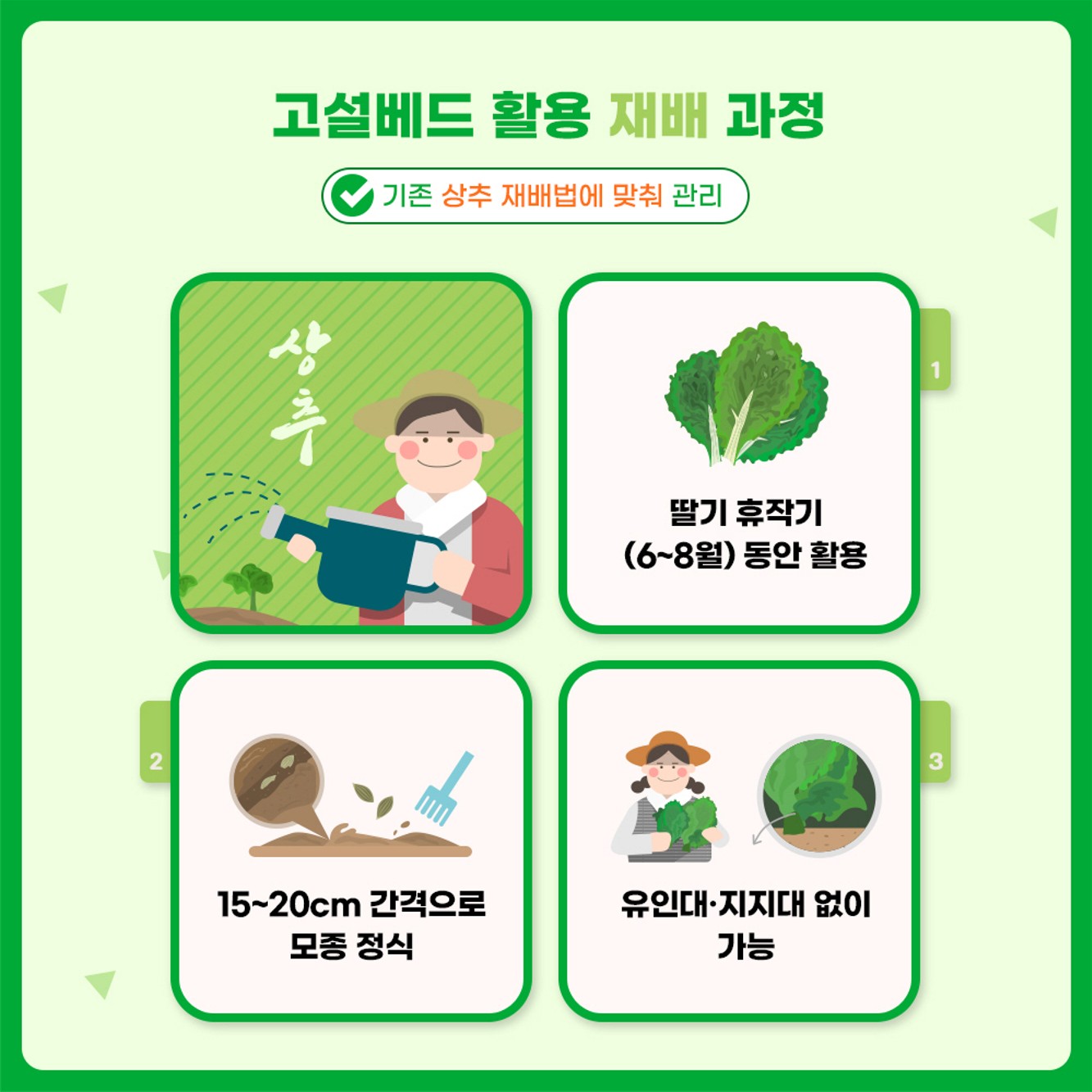 농가 소득을 높이는 새로운 방법 딸기 고설배드로 여름철 상추를 재배하다!