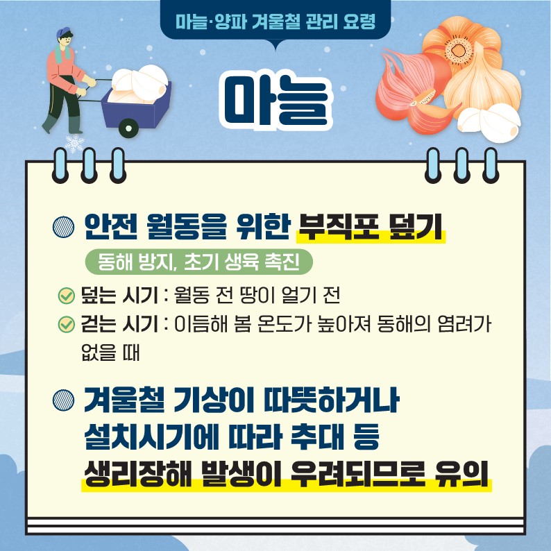 마늘·양파 겨울철 관리 요령