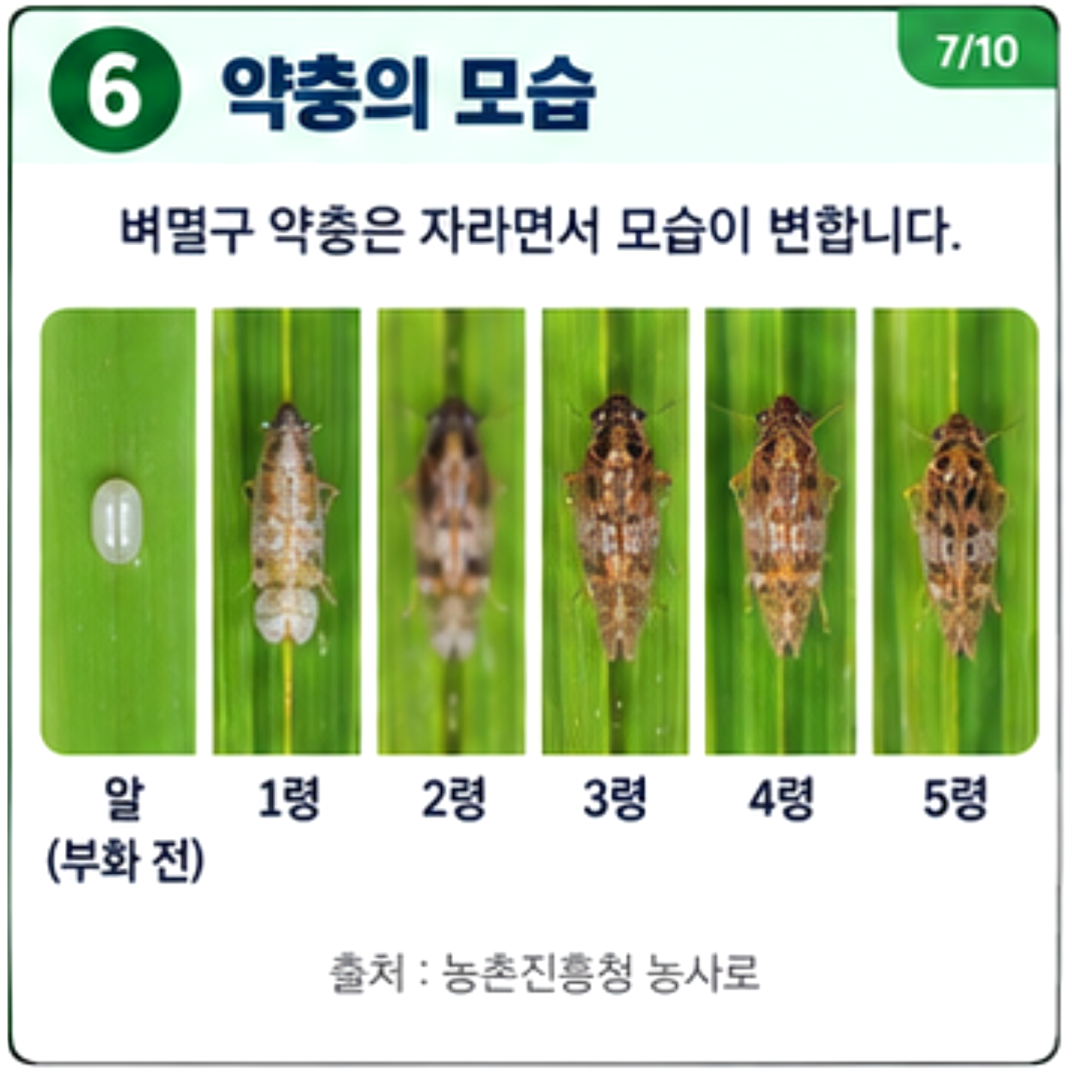 벼멸구 발생동향 및 방제기술