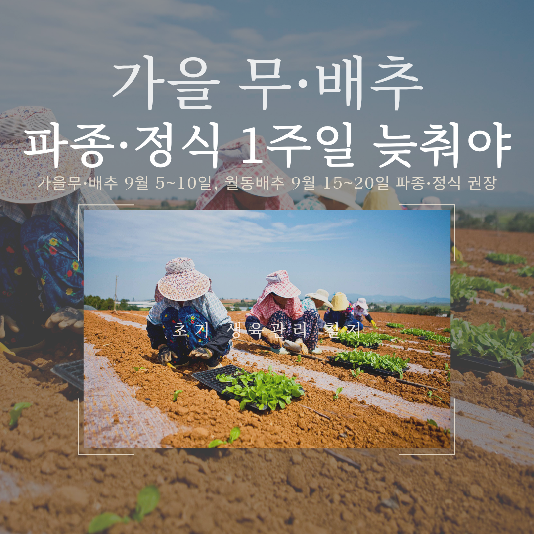 가을 무·배추 파종·정식 1주일 늦춰야