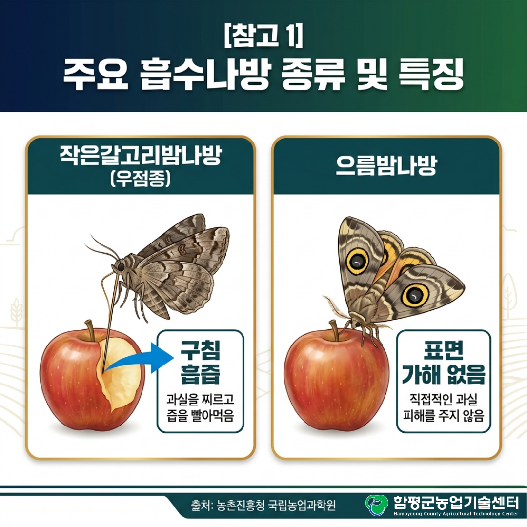 사과 흡수나방 특성 및 대응 방안