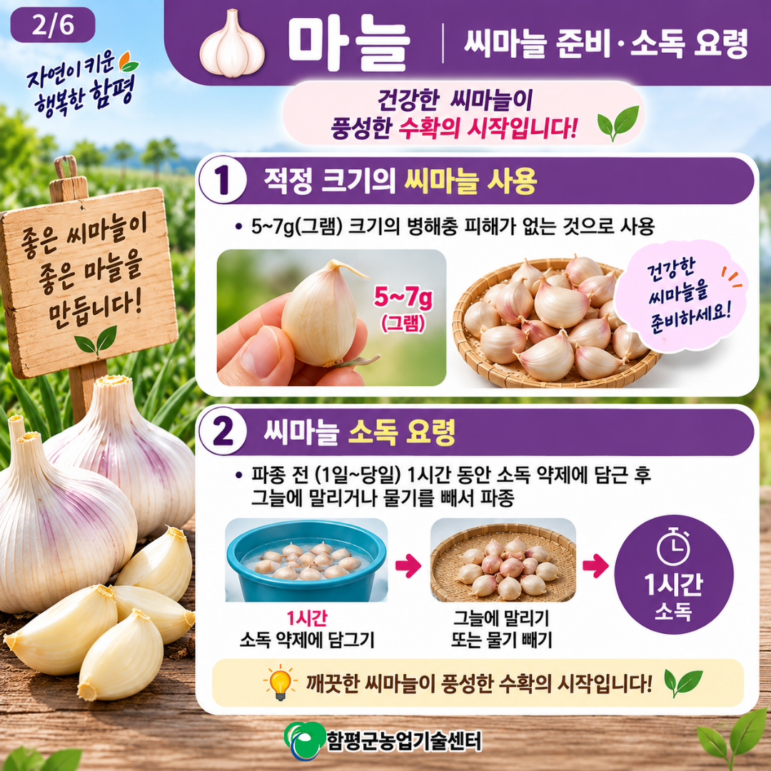 9월 마늘, 양파 적기 파종 및 정식 요령