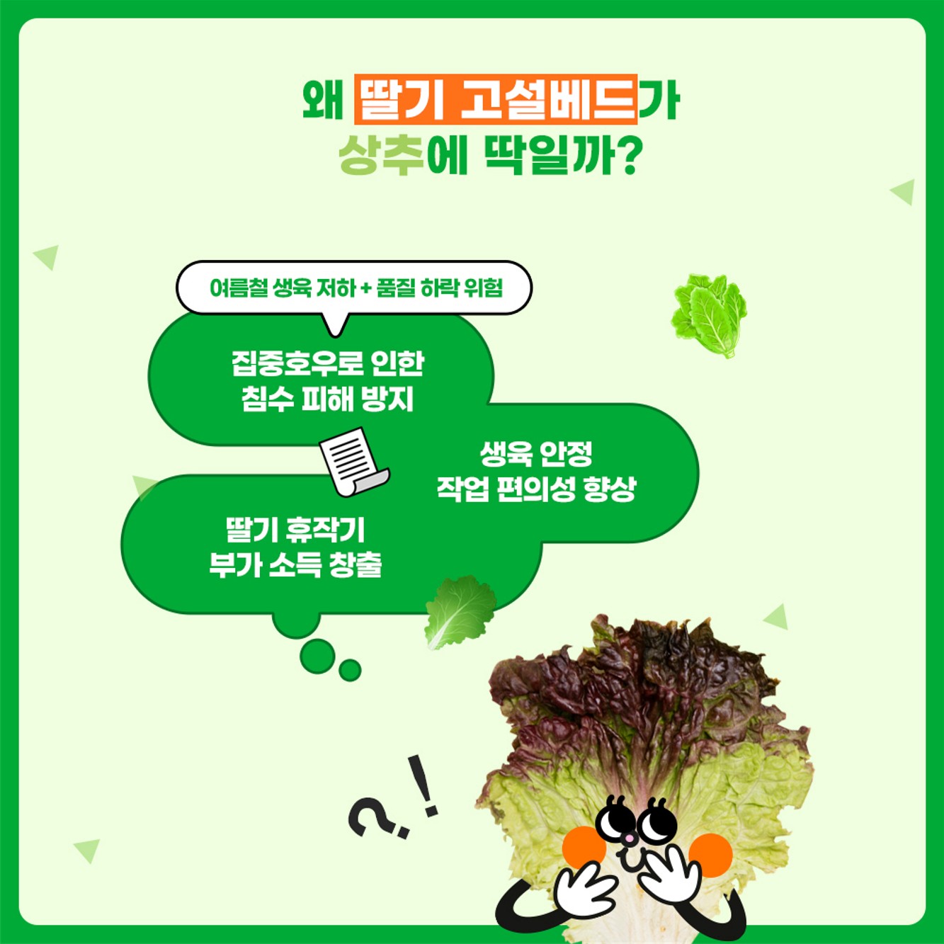 농가 소득을 높이는 새로운 방법 딸기 고설배드로 여름철 상추를 재배하다!