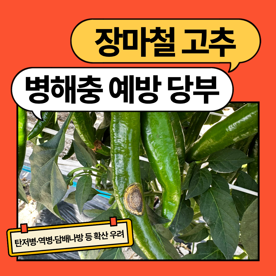 장마철 고추 병해충 예방 당부