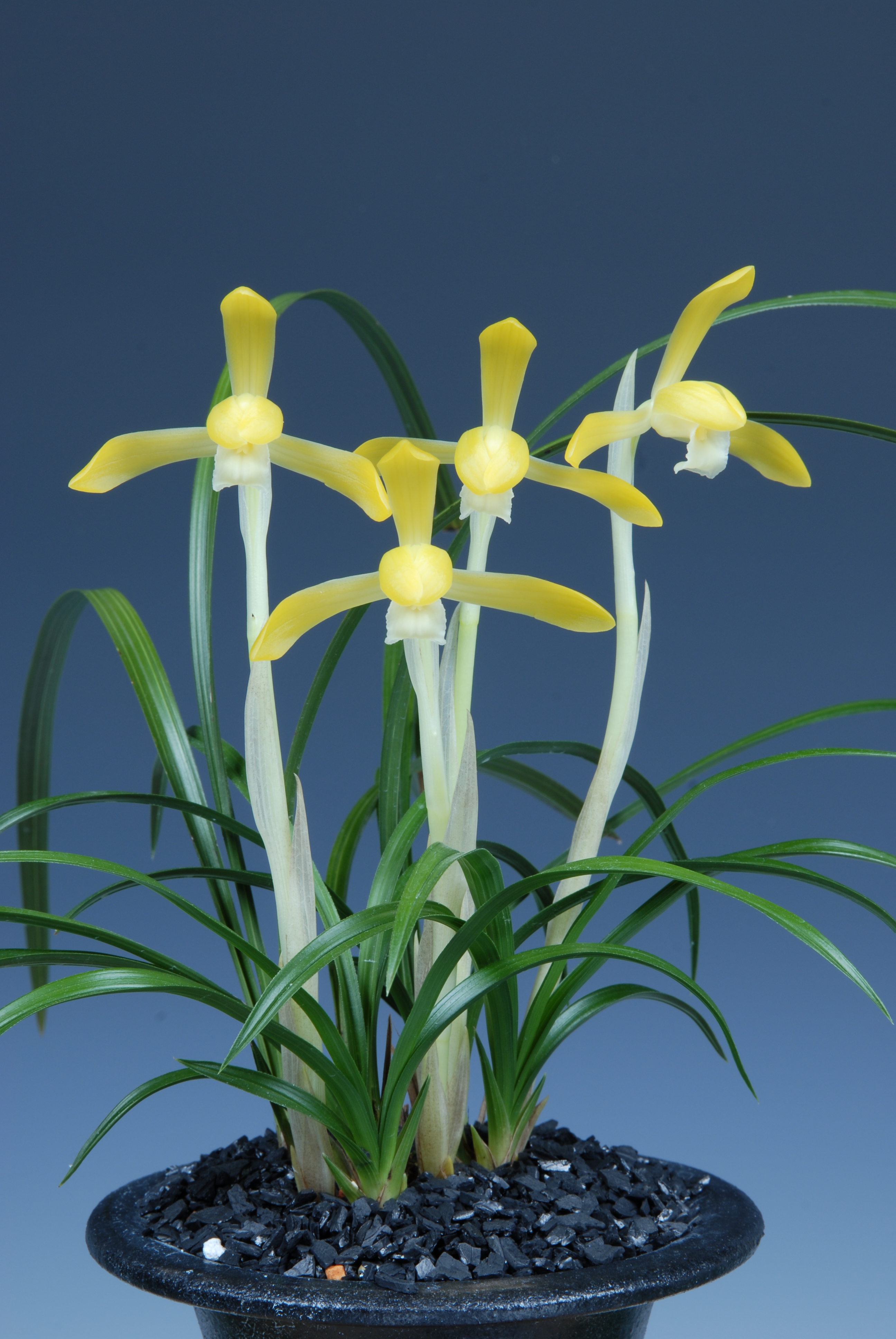 ＊한국춘란대전-화예우수상(함평군수상)-황화소심-김영근