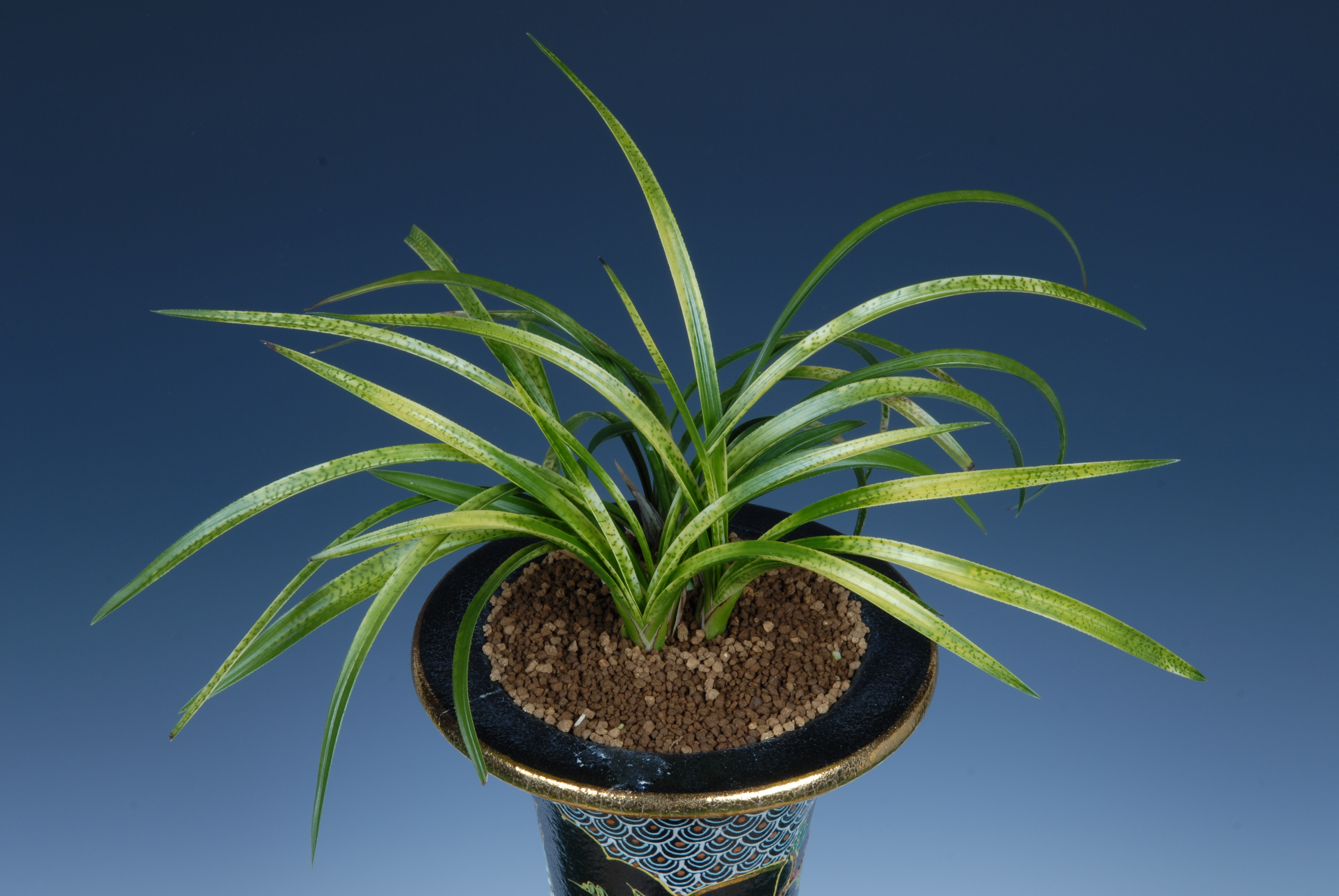 ＊한국춘란대전-특별상(운영위원장상)-사피반-안성자