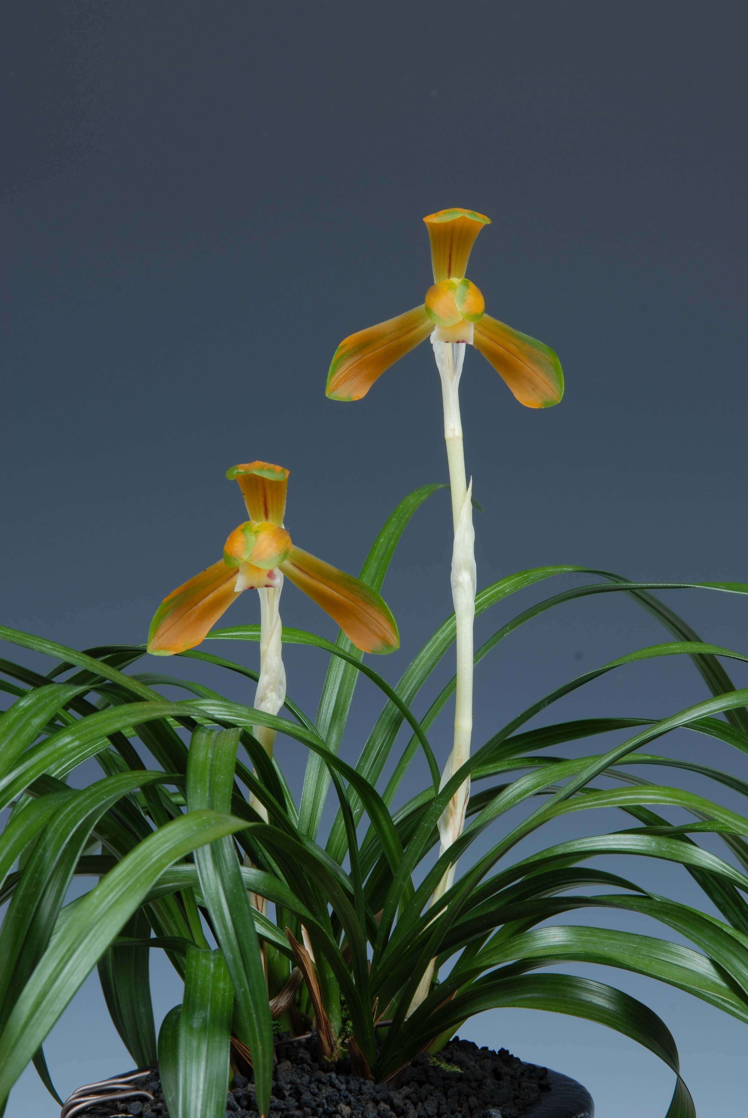 ＊한국춘란대전-대상(농림부장관)-중투복색화(태극선)-유홍섭