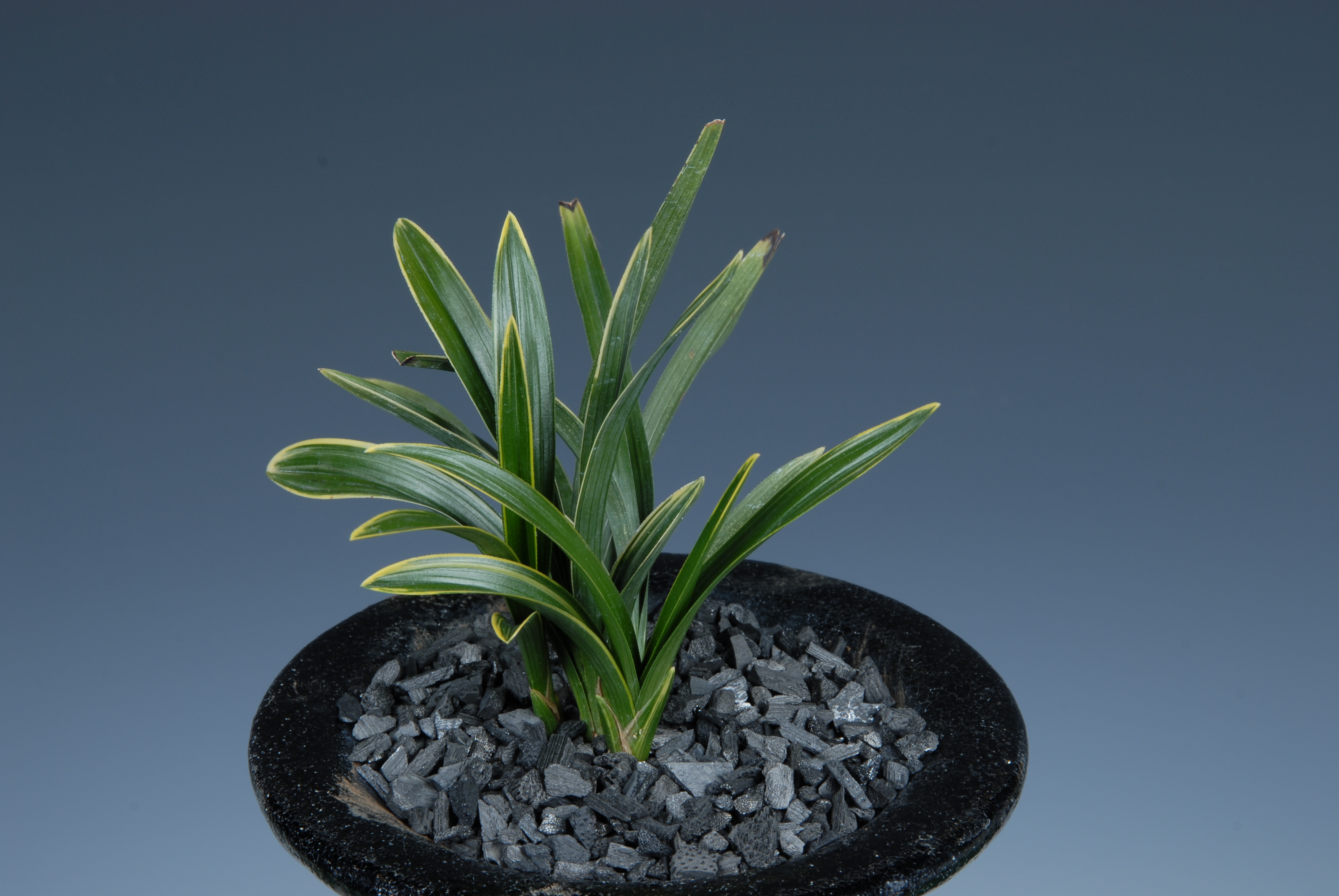 ＊한국춘란대전-엽예우수상(함평군의회의장상)-단엽복륜-대춘협