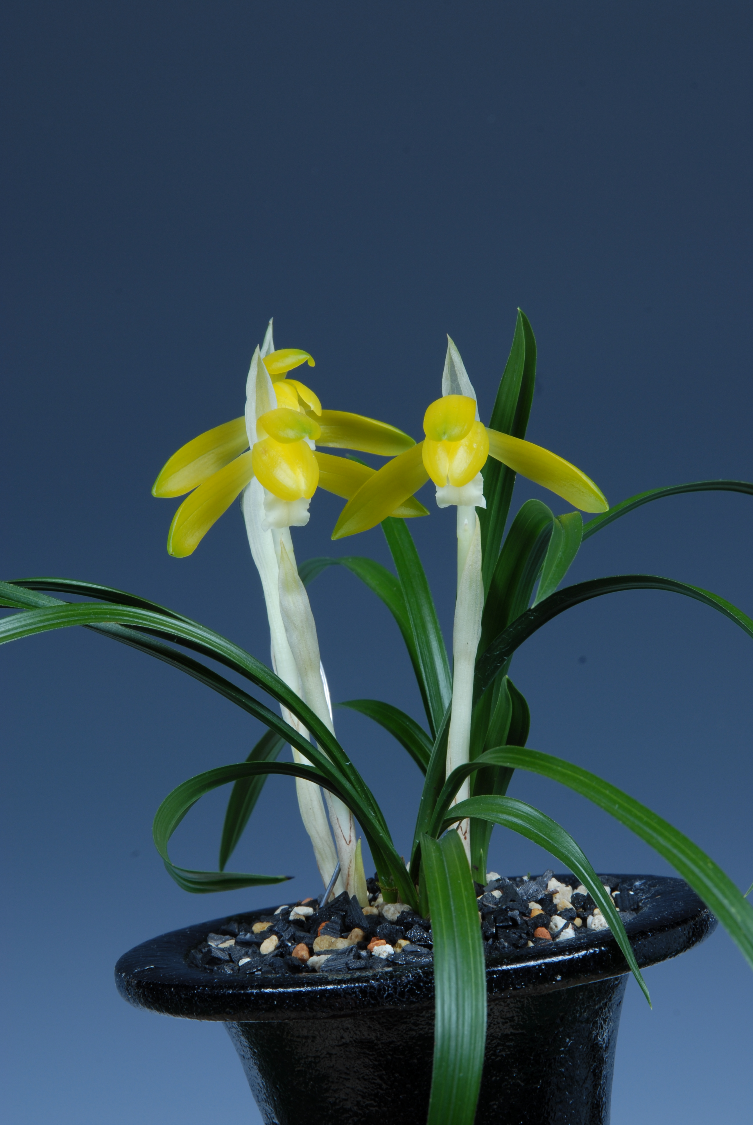 ＊한국춘란대전-화예최우수상(전남도지사상)-황화소심(황금소)-장범철