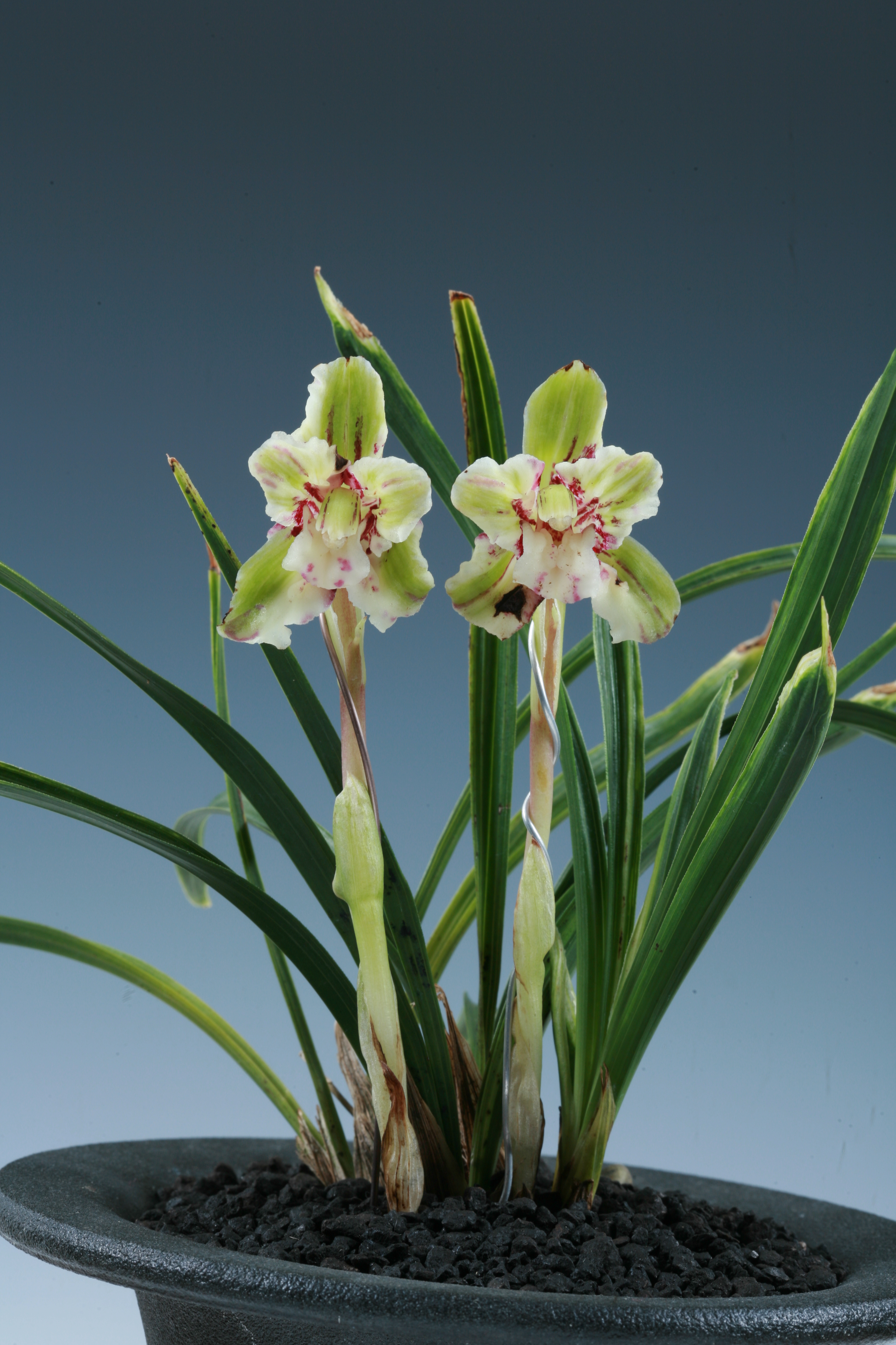 ＊한국춘란대전-특별상 기화- 홍찬
