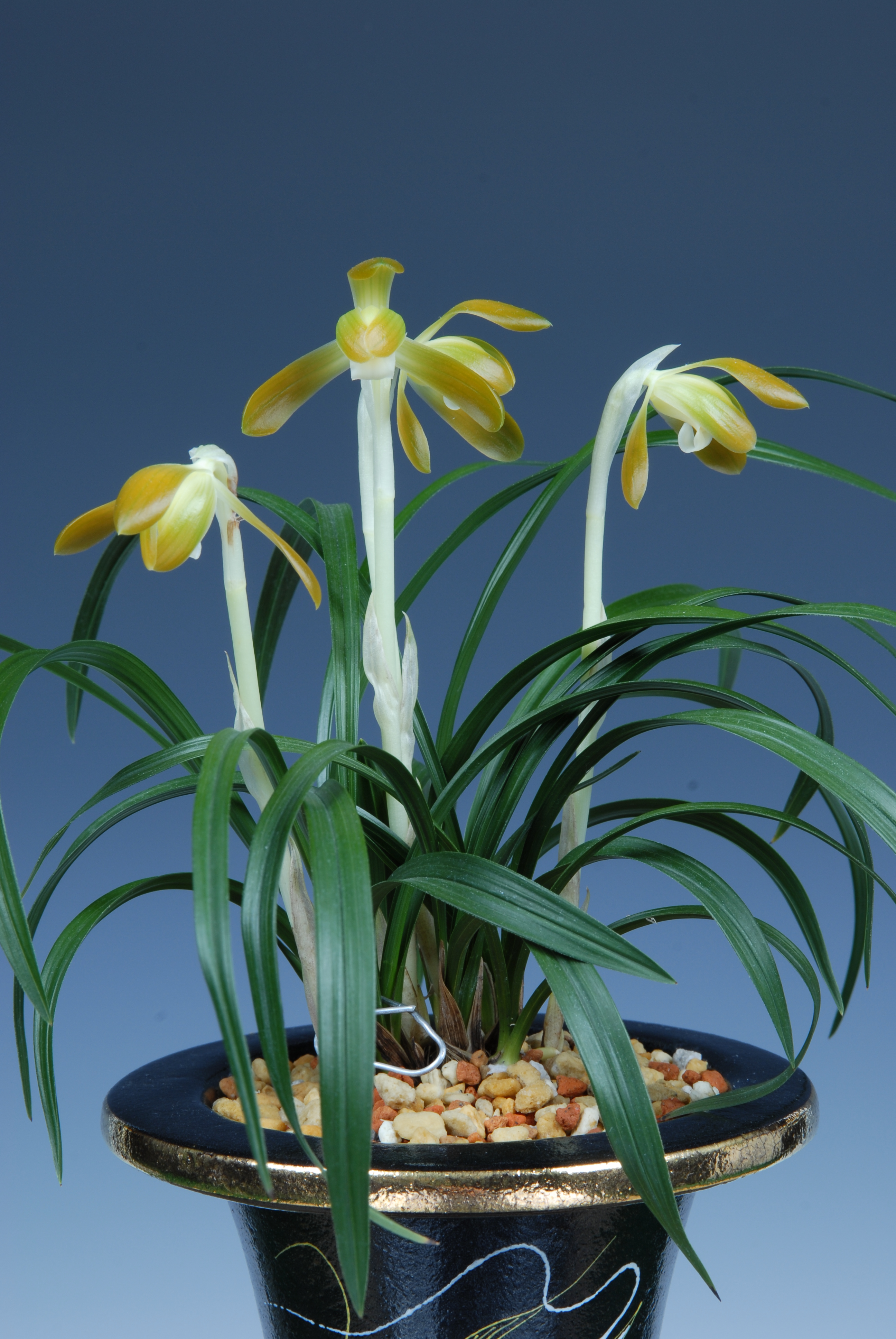 ＊한국춘란대전-특별상(대한민국춘란협회장상)-주금소심-나승도