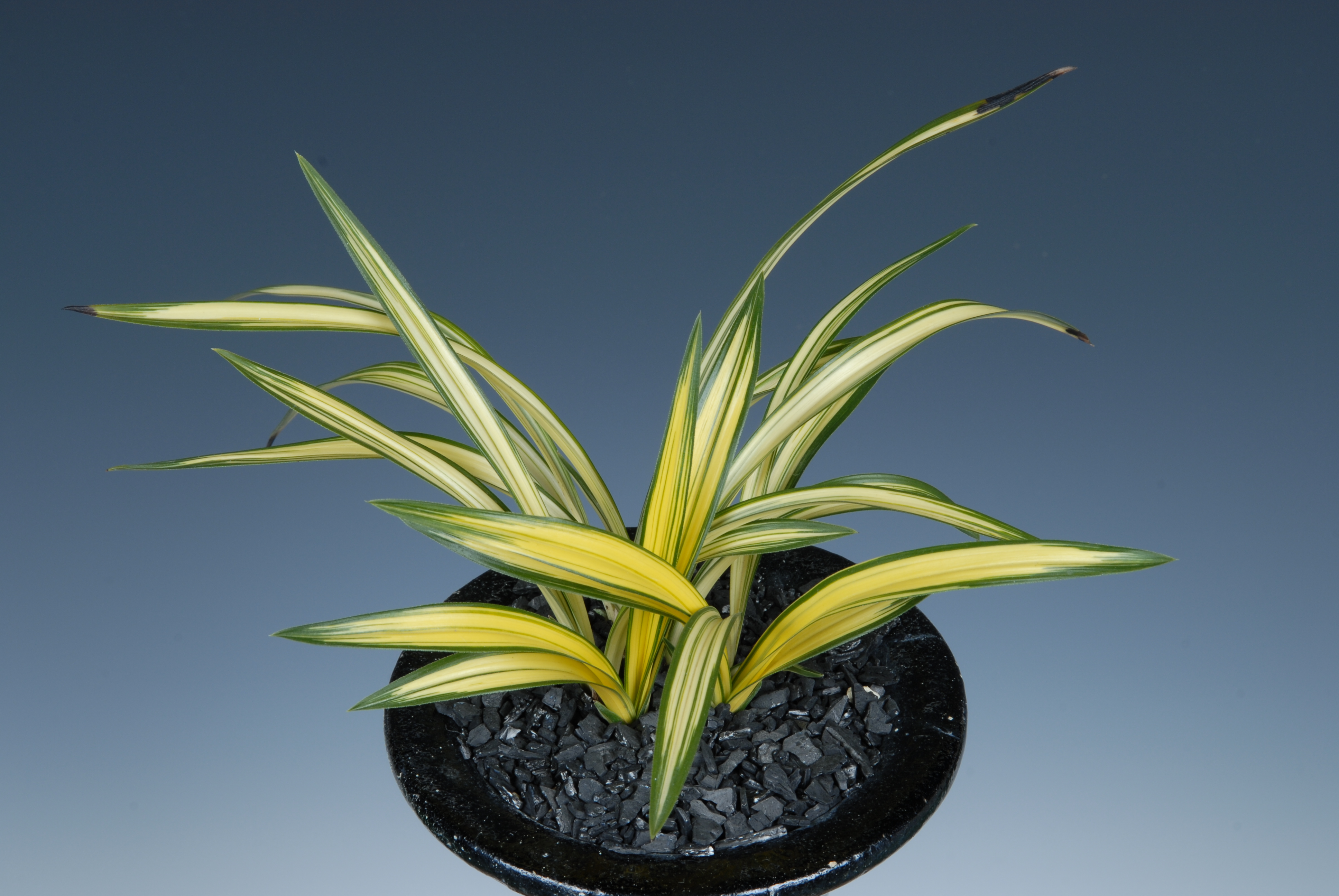 ＊한국춘란대전-엽예최우수상(전남도의회의장상)-중투(장군)-박준형