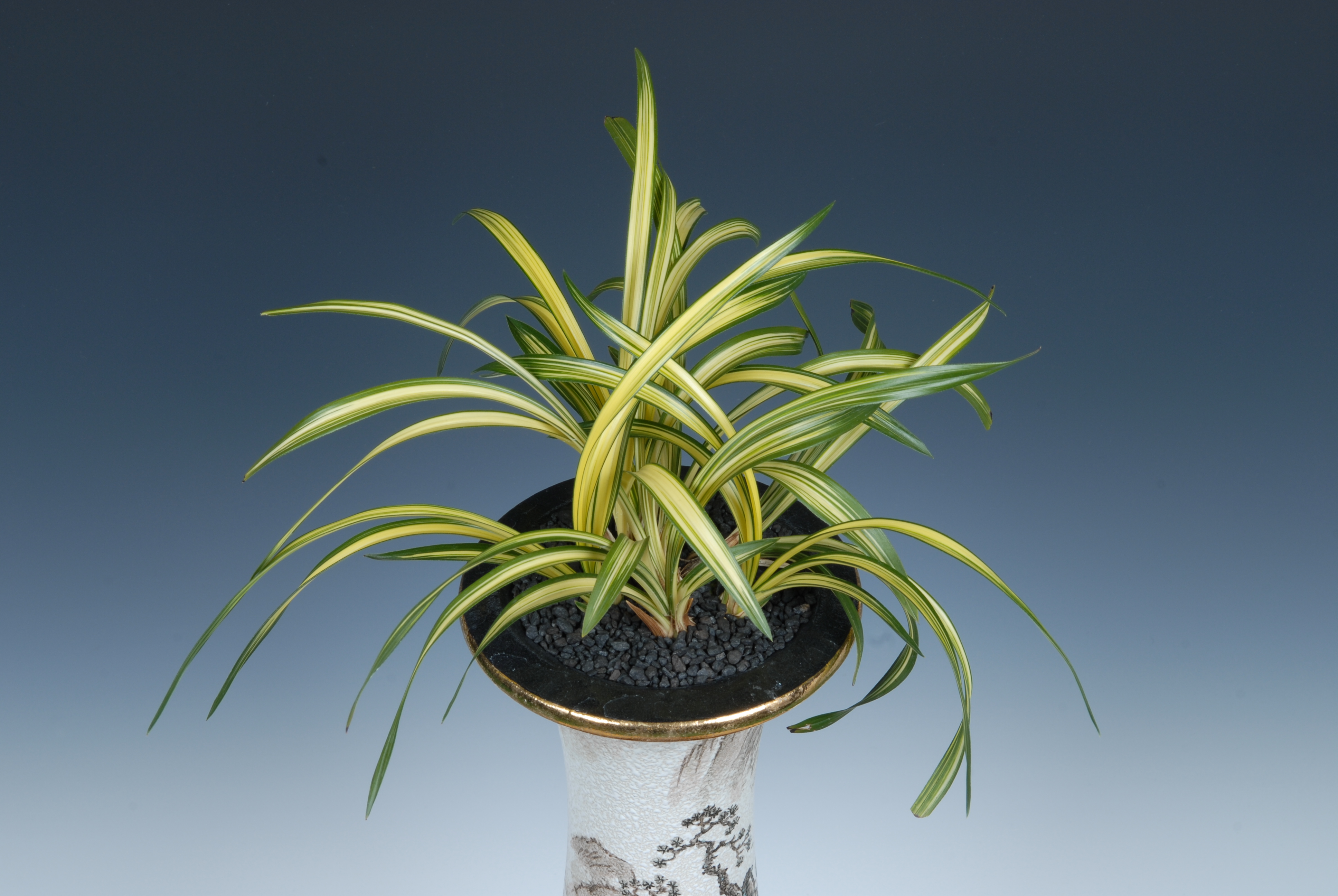 ＊한국춘란대전-특별상(심사위원장상)-중투-이동섭