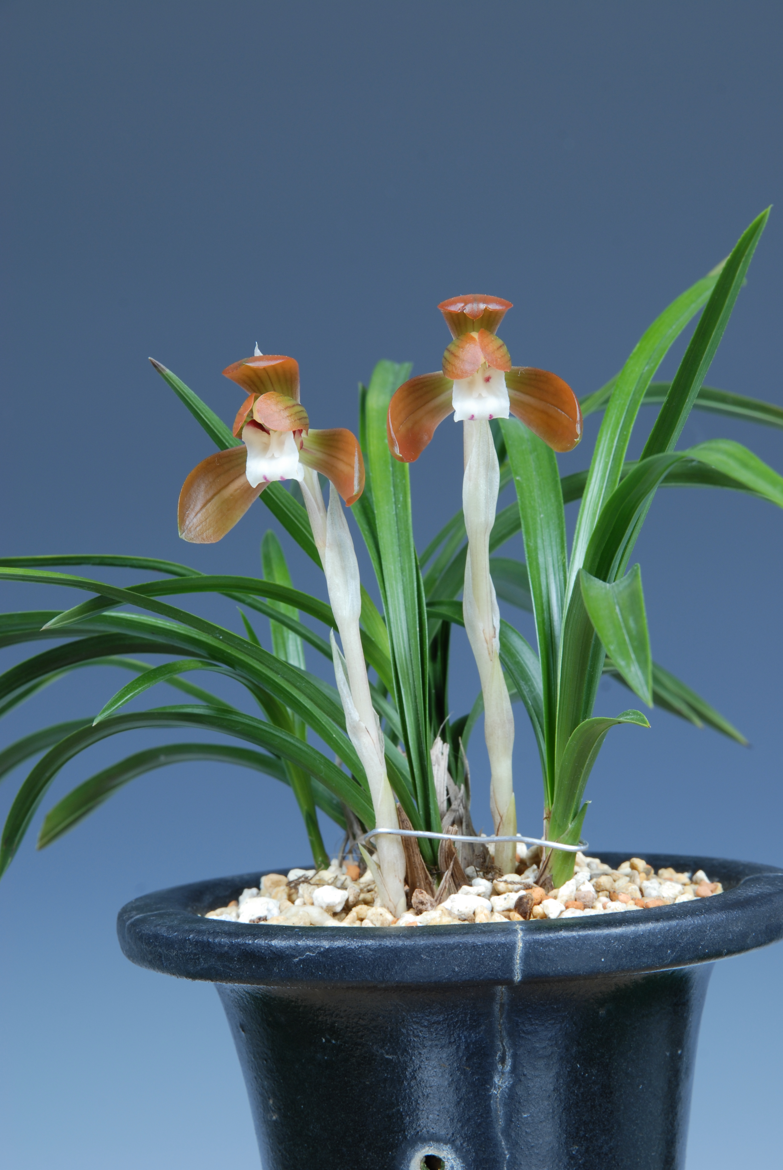 ＊한국춘란대전-특별상(난과생활사장상)-홍화-박준형