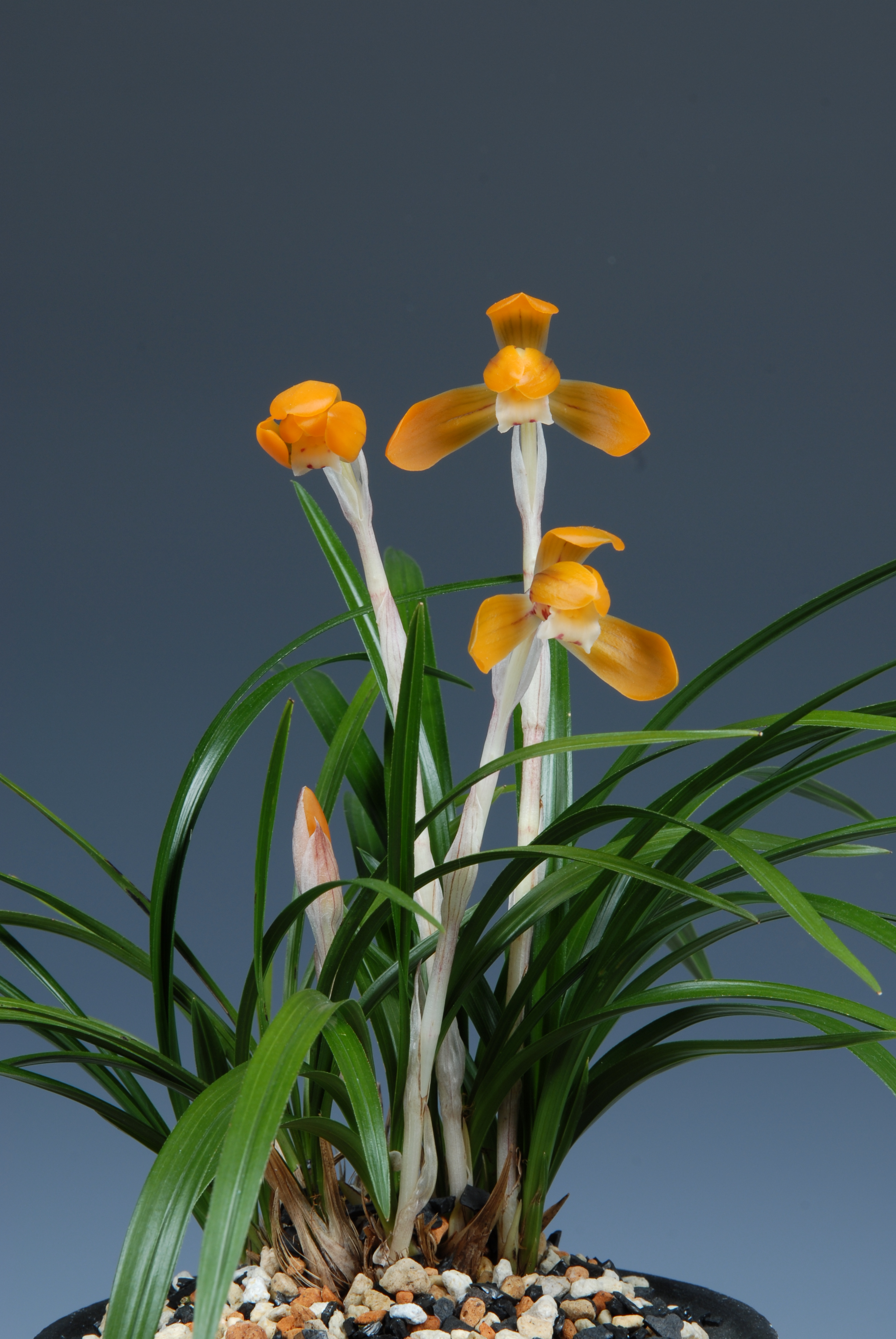 ＊한국춘란대전-특별상(대한민국자생란협회이사장상)-주금색화-김정자